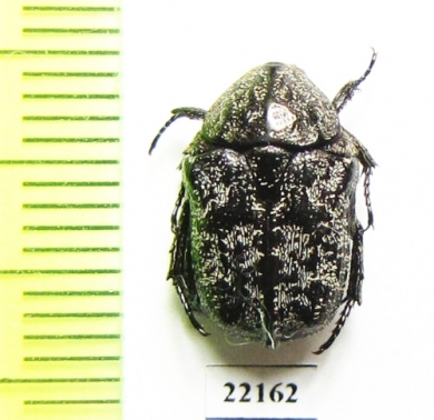Cetoniinae sp.  Zambia - INSECTS-STORE.RU