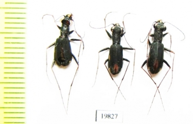 Cylindera gracilis  Russia, Siberia - INSECTS-STORE.RU