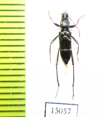 Chlorophorus sp.  Indonesia, Sumatra - INSECTS-STORE.RU
