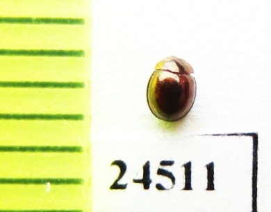 Tenebrionidae sp.  Indonesia, Sumatra - INSECTS-STORE.RU