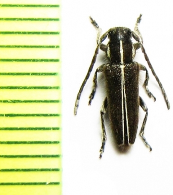 Phytoecia ganglbaueri  Cyprus - INSECTS-STORE.RU