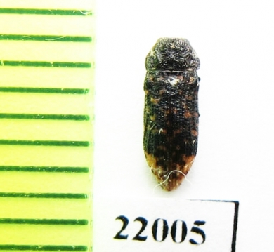 Buprestidae sp.  Zambia - INSECTS-STORE.RU