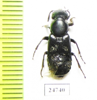 Staphylinidae sp.  Chile - INSECTS-STORE.RU