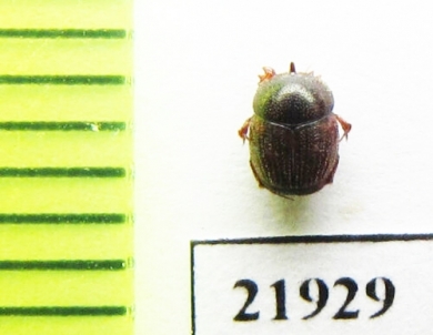 Onthophagus sp.  Thailand - INSECTS-STORE.RU