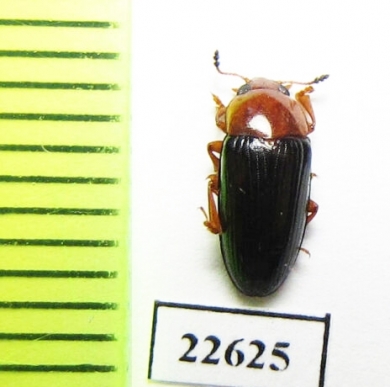 Erotylidae sp.  South Africa Rep. - INSECTS-STORE.RU